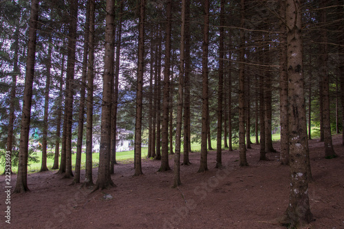 Fototapeta Naklejka Na Ścianę i Meble -  Beautiful pine-tree woods 