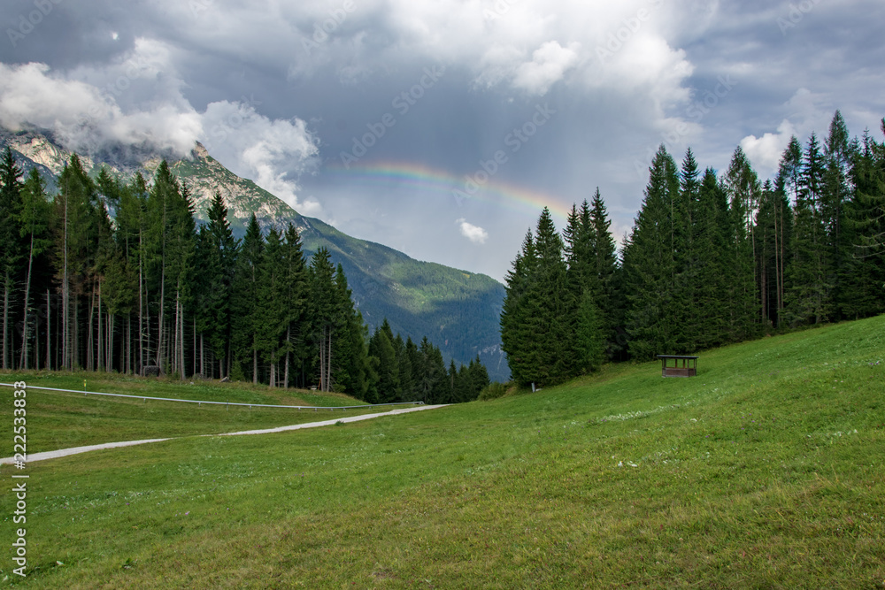 Beautiful view of a pine tree forest and a rainbow 