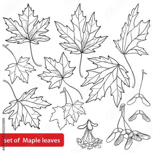 Vector set with outline Acer or Maple ornate leaves, fruit or samara and flower bunch in black isolated on white background. Foliage of Maple tree in contour style for autumn design or coloring book.