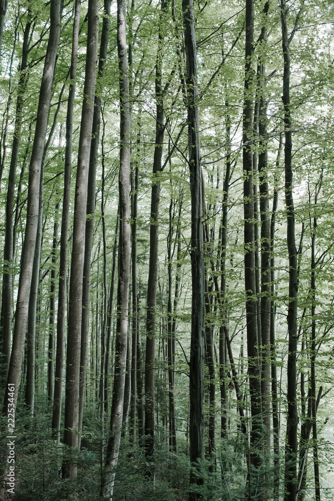 Dense planting of green trees in a mountain forest Dense planting of green trees in a mountain forest