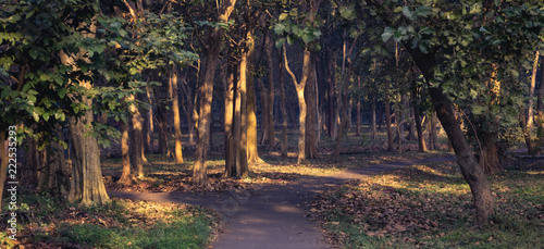 Trails diverging in the woods photo