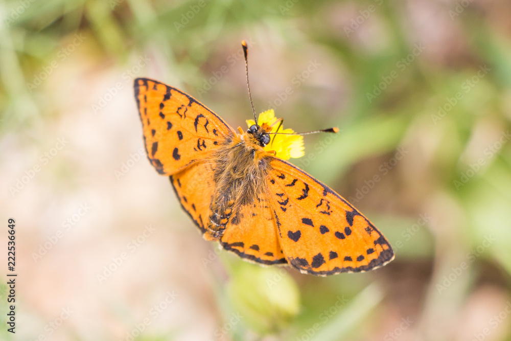 Orange Butterfly Orange Butterfly