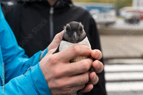 Baby Puffin