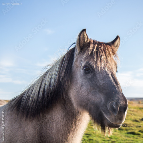 Icelandic Horse