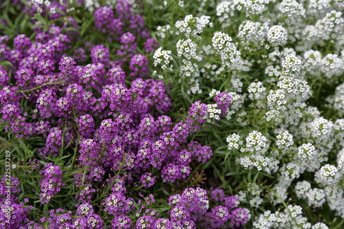 Flowering of the beautiful white and purple Lobularia in the city park 