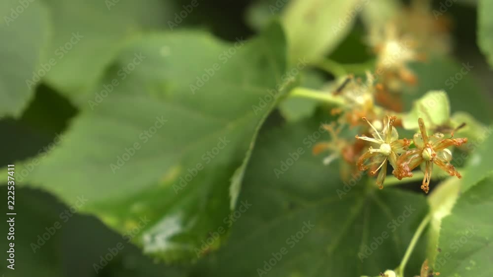 Linden flowers. Green leaves on the tree. The wind blows yellow flowers. Brown twigs. Shallow depth of fields.. Linden flowers. Green leaves on the tree. The wind blows yellow flowers. Brown twigs. Shallow depth of fields..