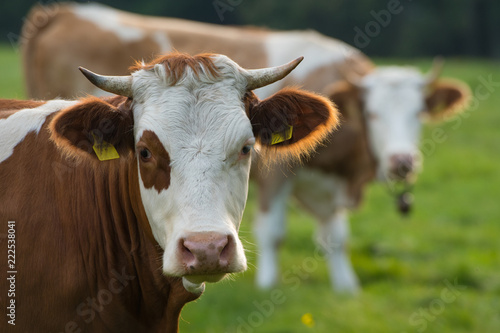 Kühe auf der Weide © DoraZett