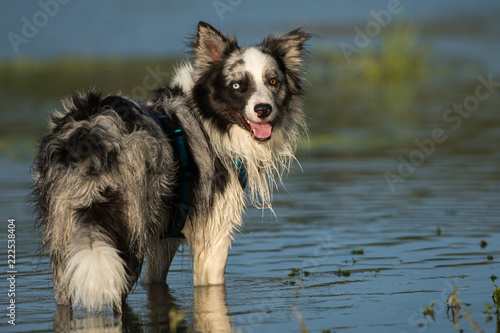 Border Collie am Fluß