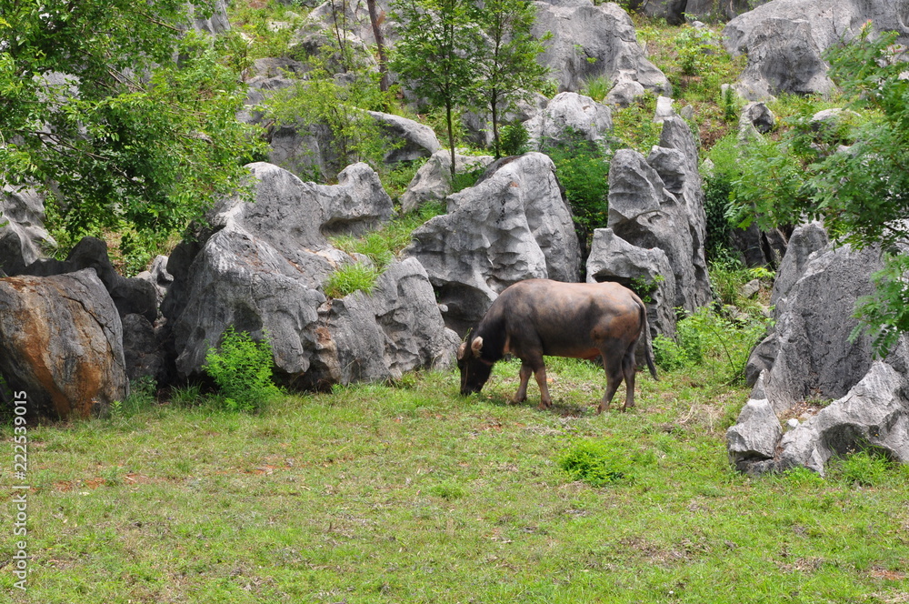 Stone Forest. Shilin Park, China. Stone Forest. Shilin Park, China.