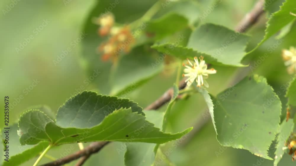 Linden flowers. Green leaves on the tree. The wind blows yellow flowers. Brown twigs. Shallow depth of fields.. Linden flowers. Green leaves on the tree. The wind blows yellow flowers. Brown twigs. Shallow depth of fields..