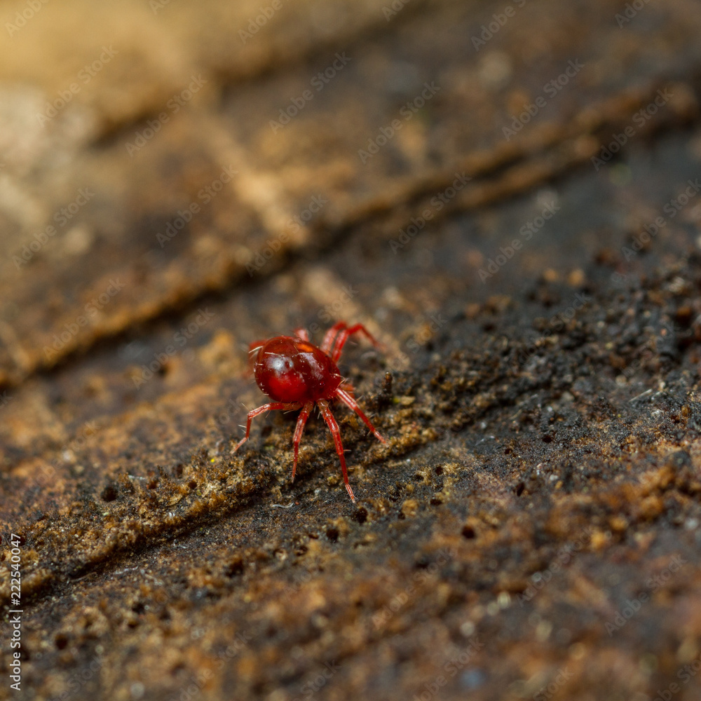 Anystidae whirligig mite Anystidae whirligig mite