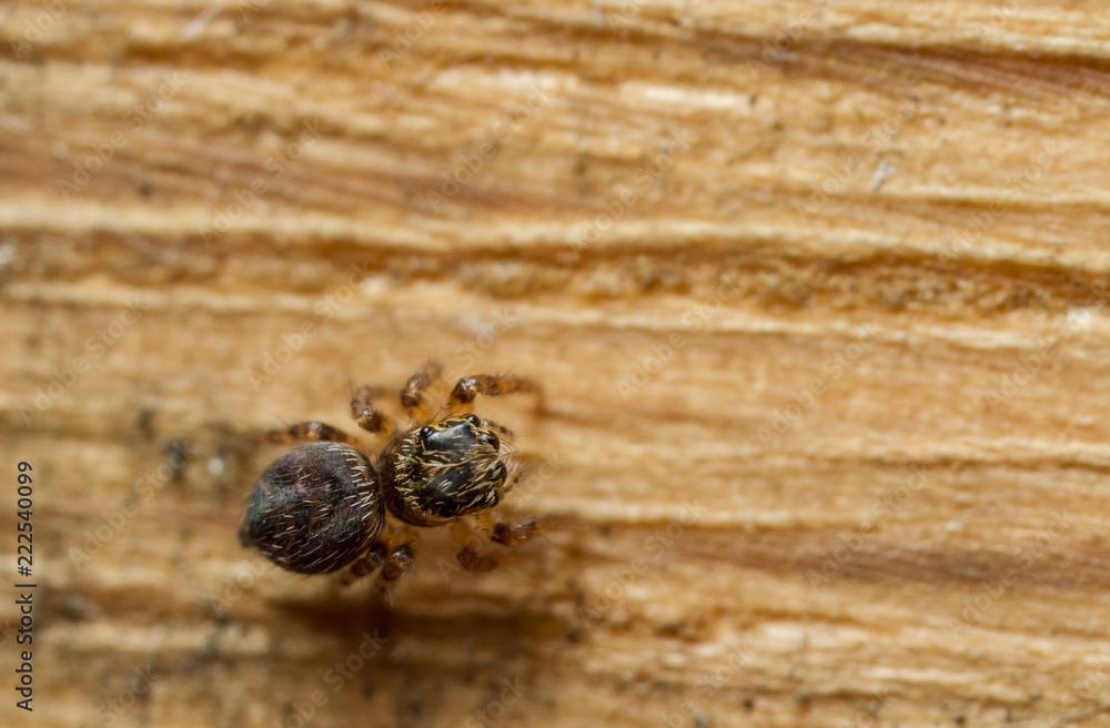 Sitticus pubescens Sitticus pubescens