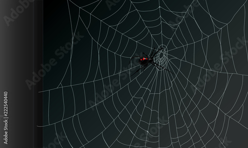 Spider & Cobweb