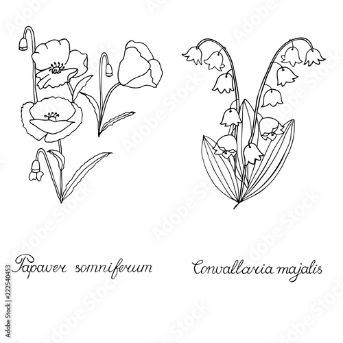 Papaver, poppy seed. lily of the valley, convallaria. Sketch.