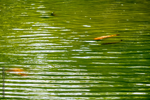 池の鯉と水紋3