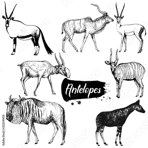 Set of hand drawn sketch style antelopes isolated on white background. Vector illustration.