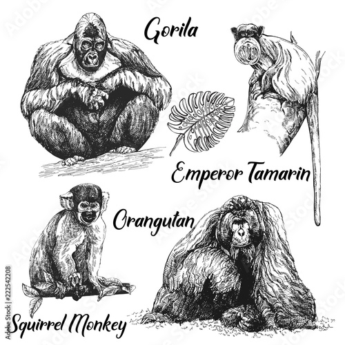 Set of hand drawn sketch style apes isolated on white background. Vector illustration.