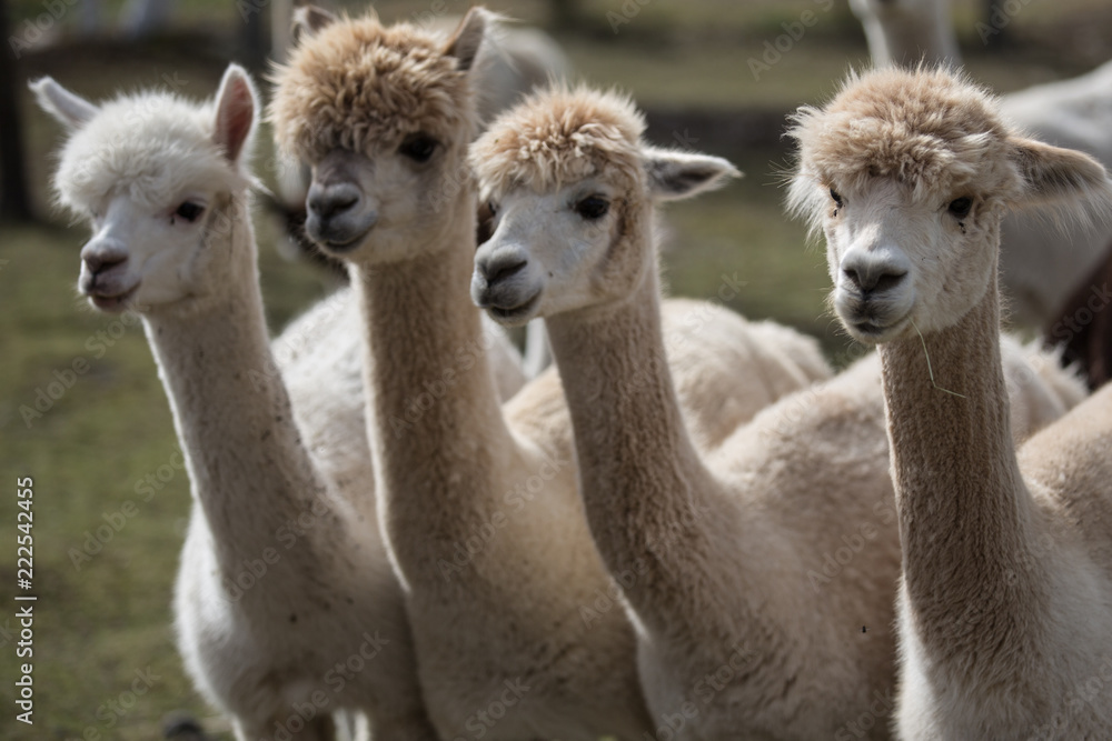 4 alpacas looking in the same direction, other alpacas in the background 4 alpacas looking in the same direction, other alpacas in the background