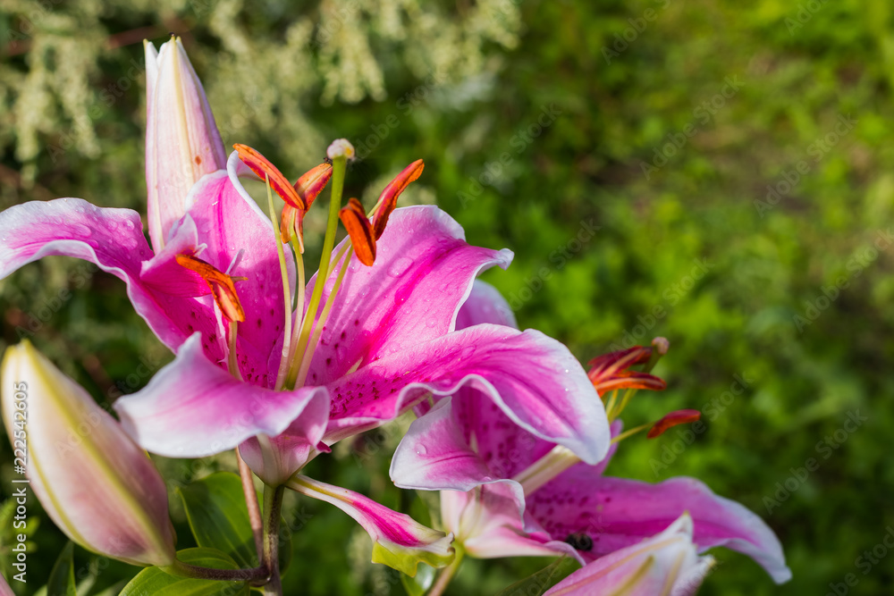 Pink White lilies bloom in a clump against a green nature background, stamens full of pollen. Summer garden in blooming flowers.Copy space