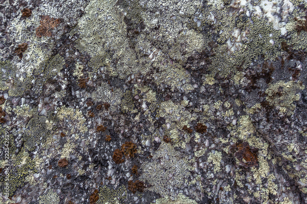 lichen on a rocks a camo style background. Natural moss texture lichen on a rocks a camo style background. Natural moss texture
