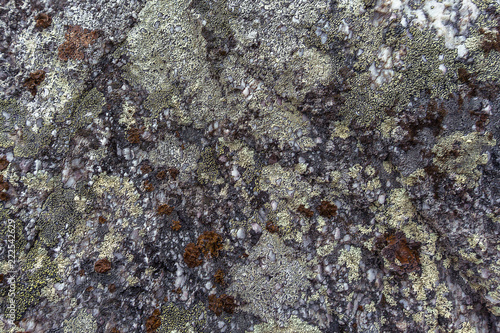 lichen on a rocks a camo style background. Natural moss texture