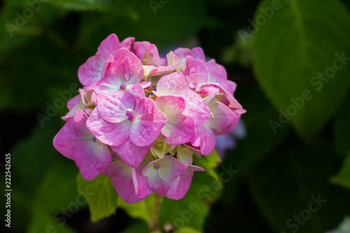 Hydrangea serrata purple flowes wet after the rain on a blurred green background of leaves. Garden flowers. closeup of pink flower in full bloom.Copy space