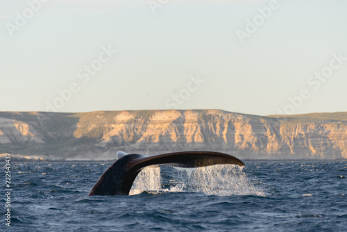 Photography Whale Patagonia Argentina