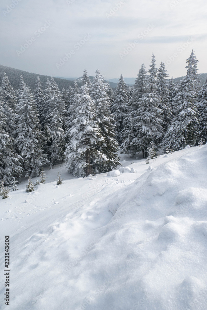Fototapeta premium Winter landscape with forest