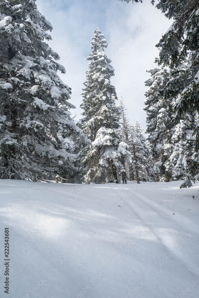Fototapeta premium Winter landscape with forest