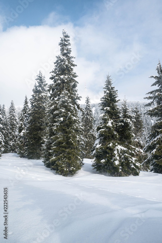 Zimowy krajobraz z lasem