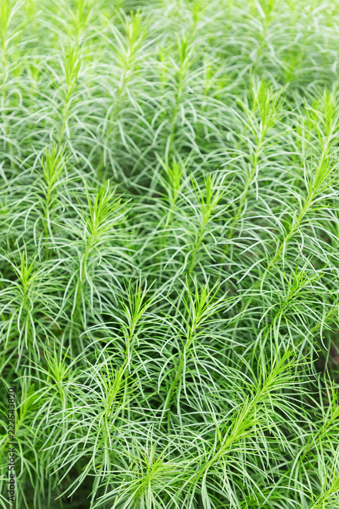 Green plant background. Close up of fluffy green plant Green plant background. Close up of fluffy green plant