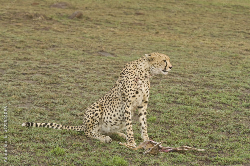 Cheetah Cheetah