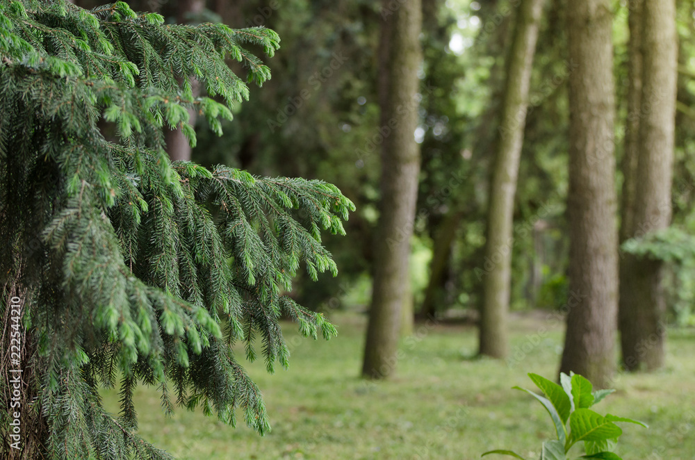 Fir tree branch close-up against a spruce forest, background of straight trunks of spruces. Green natural background. Fir tree branch close-up against a spruce forest, background of straight trunks of spruces. Green natural background.