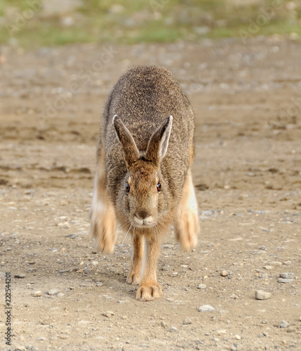 Brown hare hopping directly at the camera