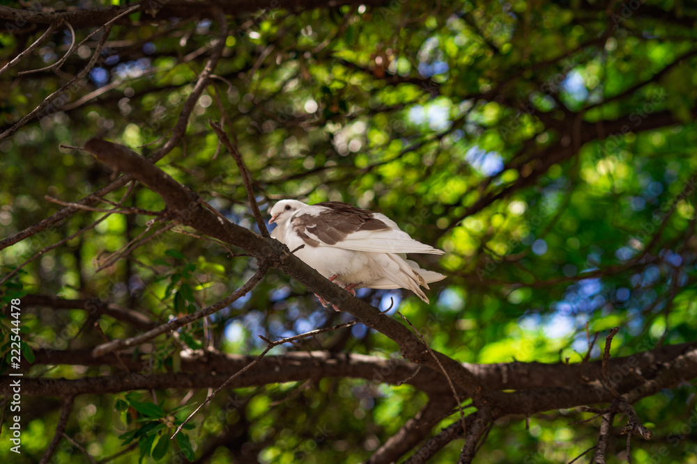 Obraz premium A white speckled pigeon