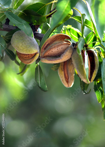 Canvas Print almonds ready for harvest
