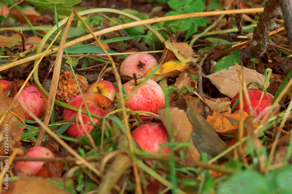 Apples fell to the ground. Red apples in the grass. Apples fell to the ground. Red apples in the grass.