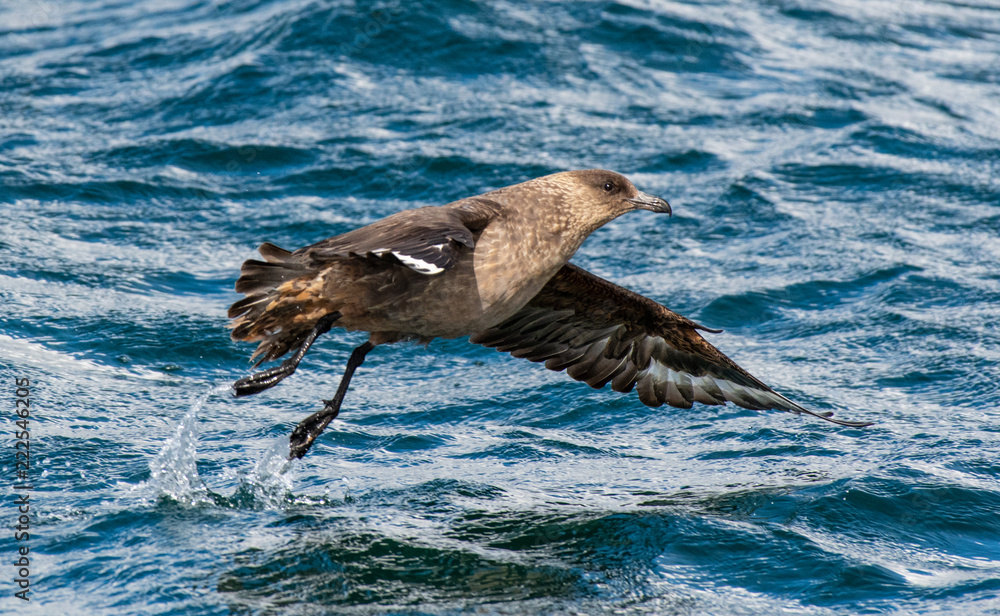 Fototapeta premium Petrel over Antarctic waters