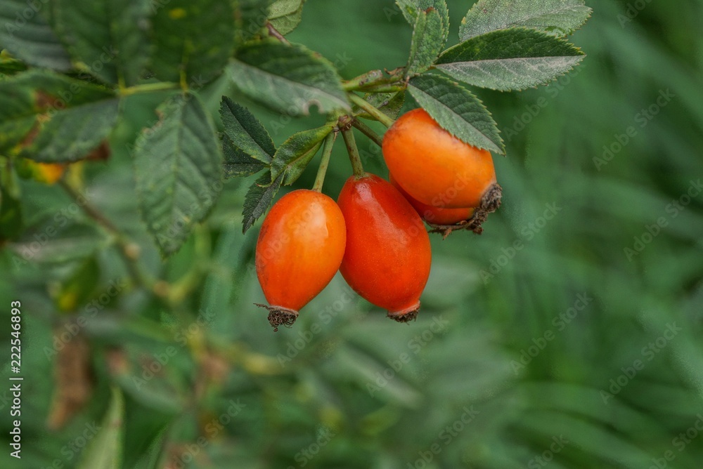 three red briarberries on a branch with green leaves