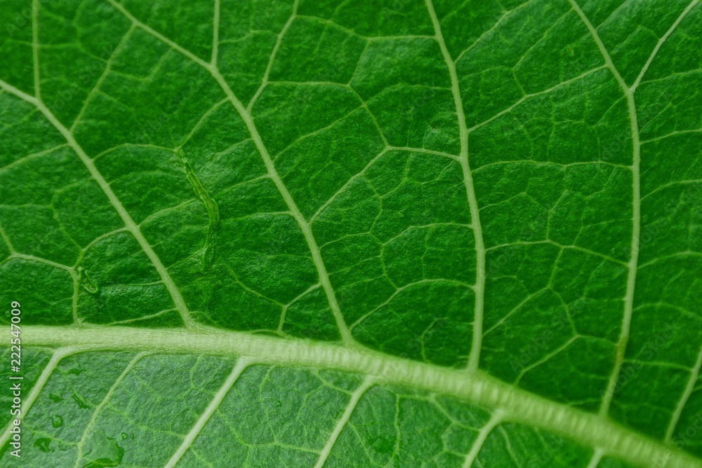 green vegetative texture from a piece of a large fresh leaf green vegetative texture from a piece of a large fresh leaf