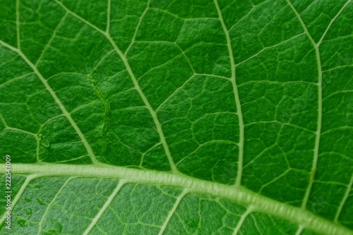 green vegetative texture from a piece of a large fresh leaf