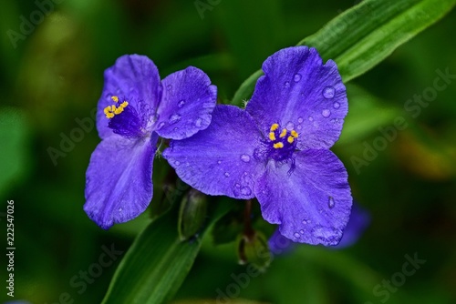 two blue flower buds in drops of water and a long green leaf
