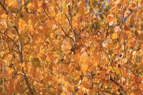 The autumn fall weather bringing in the changing colors of the aspen tree leaves in the Colorado mountains