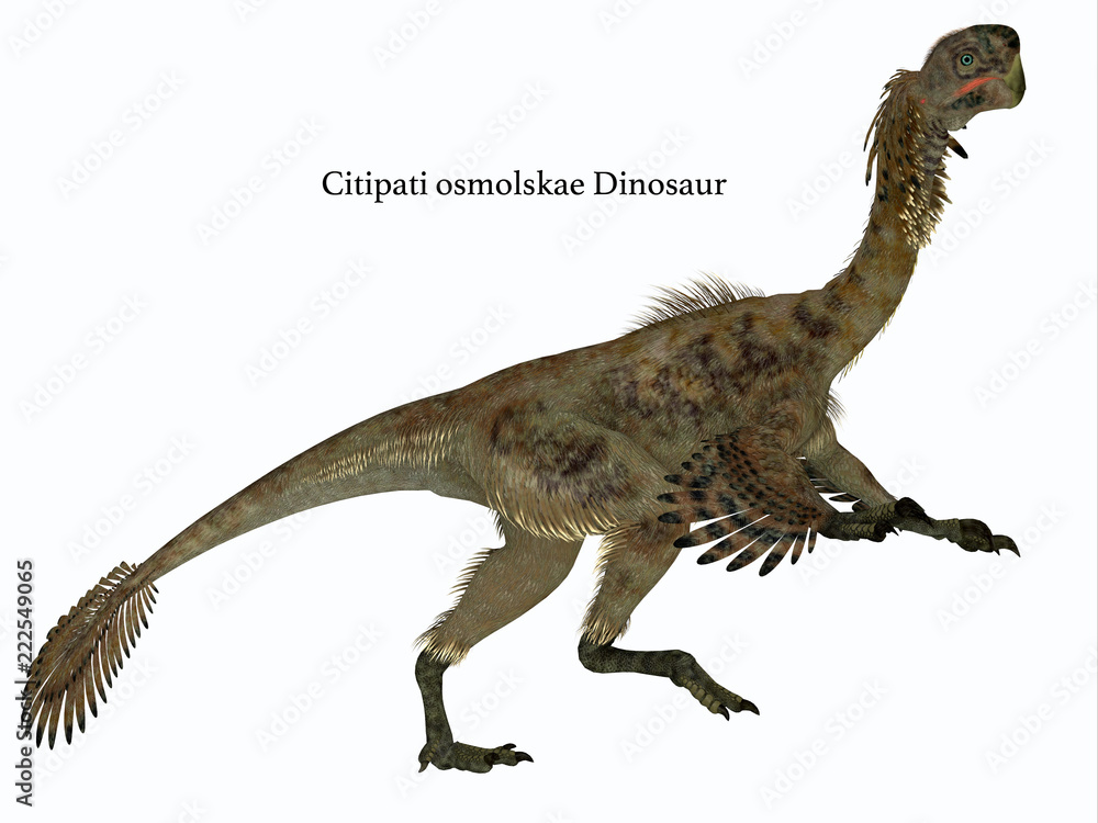 Citipati Female Dinosaur Side Profile Citipati Female Dinosaur Side Profile