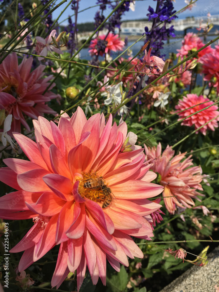 Dahlia with two honeybees Dahlia with two honeybees