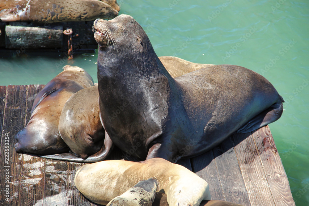 Fototapeta premium Sea lions pier 39
