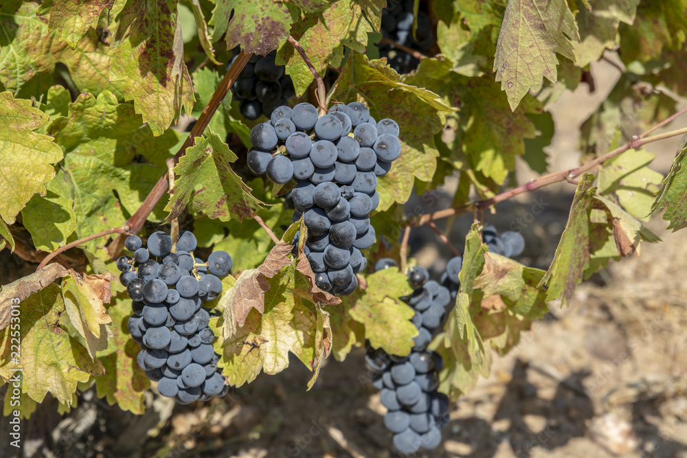 Racimos de uvas rojas que crecen en uno de los viñedos en Toro, en la provincia de Zamora, España