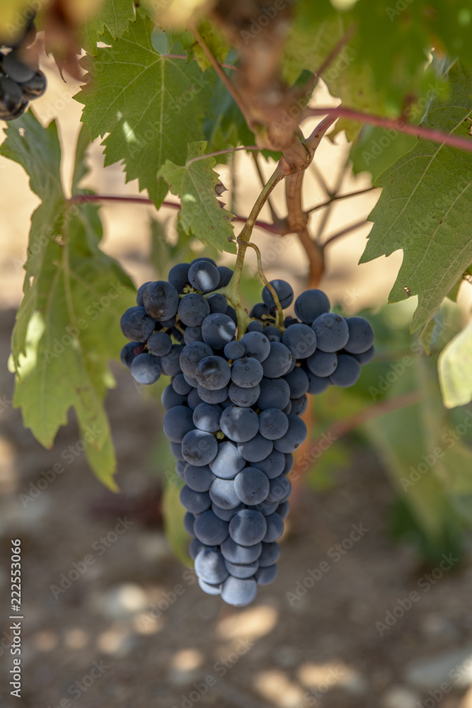 Fototapeta premium Racimos de uvas rojas que crecen en uno de los viñedos en Toro, en la provincia de Zamora, España