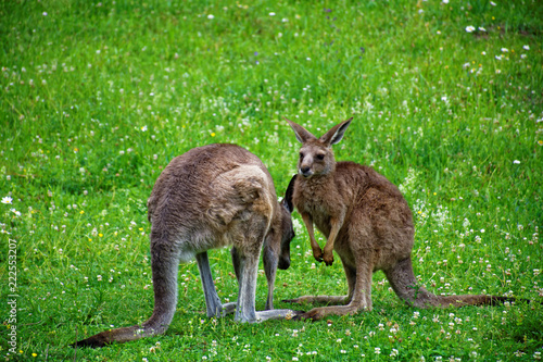 kangaroo in the meadow