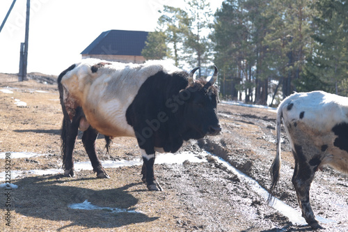 yakutian bull, Siberia, Yakutia photo